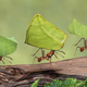 Illustration for article titled The Eight Super-Adaptable Life Forms That Rule Our Planet
